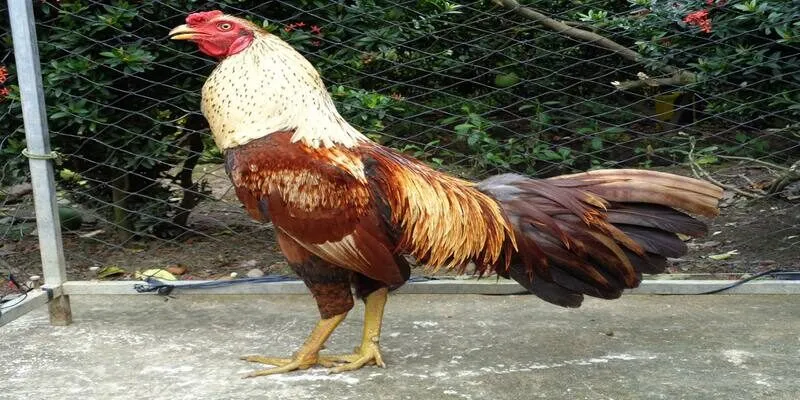 Đá gà Thomo không chỉ là một môn thể thao mà còn là nơi để người chơi thể hiện đam mê